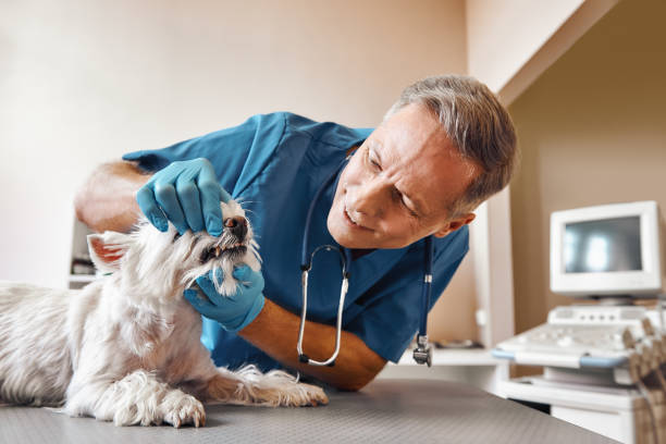 Best Emergency Care for Gum Disease in Rock Springs, NM